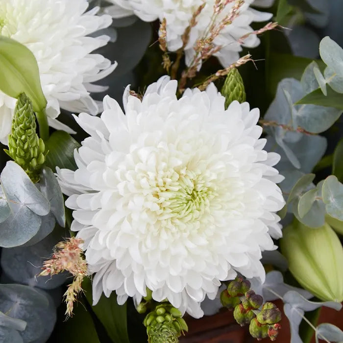 White Mum, White - View 22 from www redcrocus com
