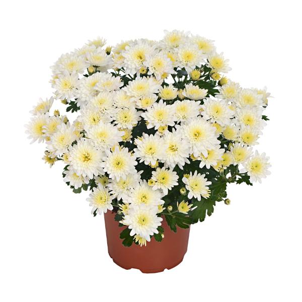 White Mum, White - View 23 from www redcrocus com