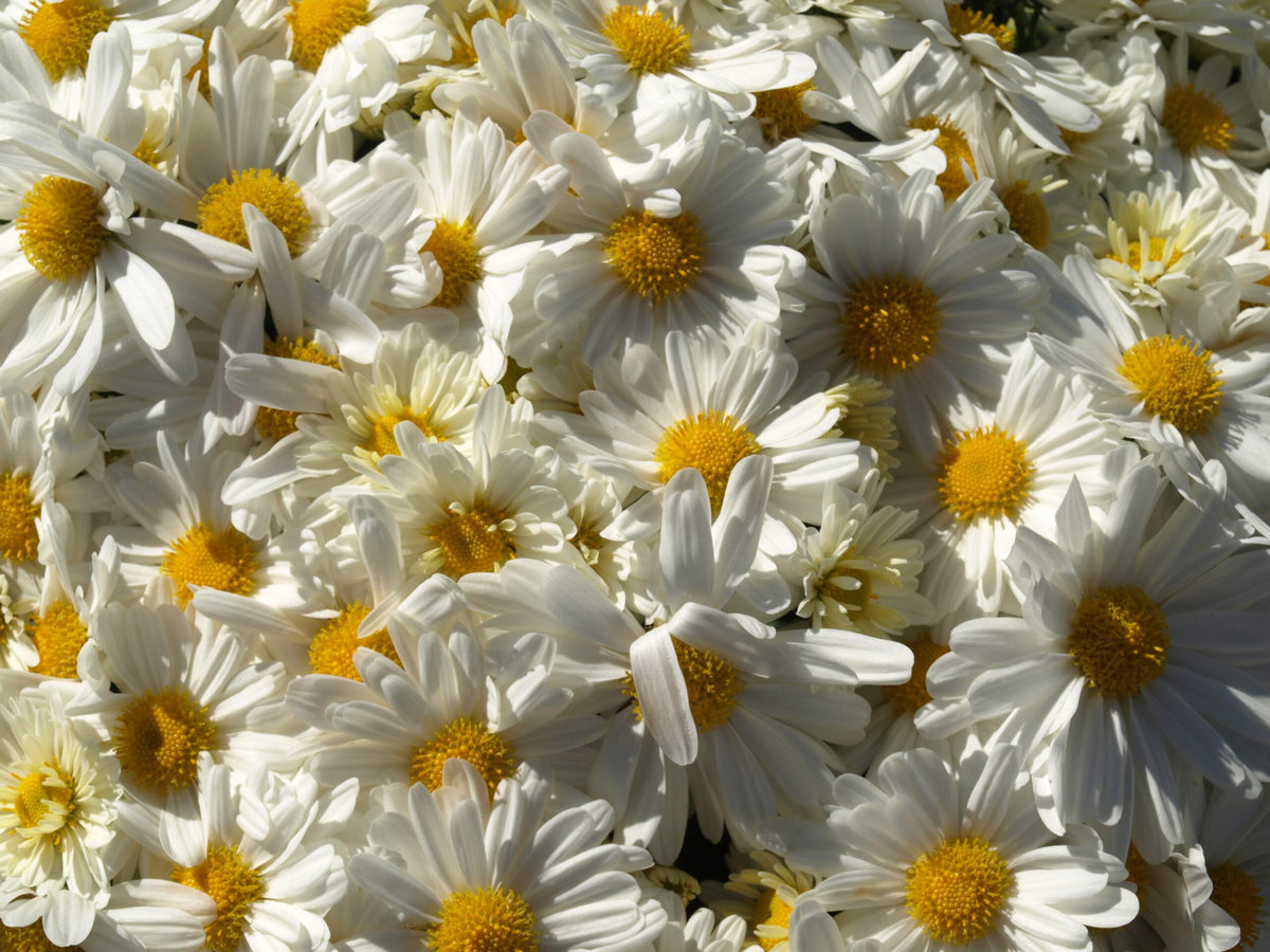 White Mum, White - View 26 from www redcrocus com