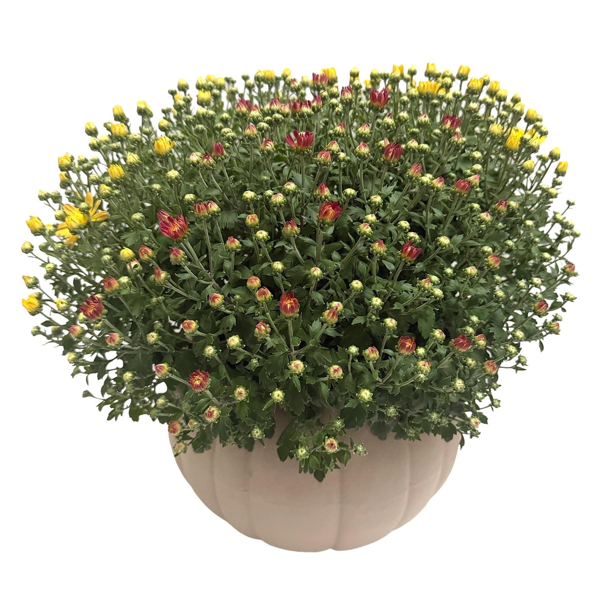 White Mum, White - View 29 from www redcrocus com