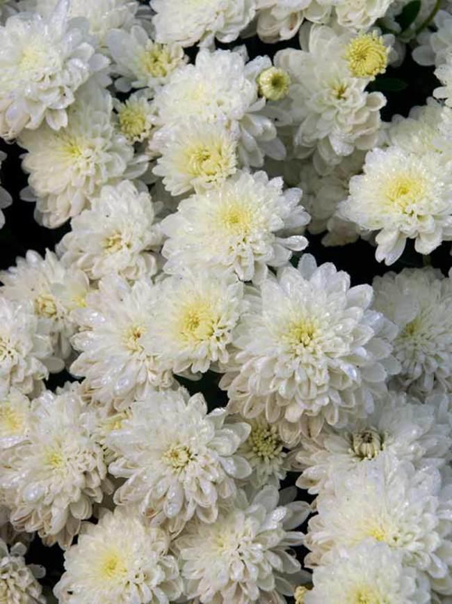 White Mum, White - View 4 from www redcrocus com