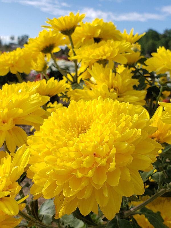 Yellow Mum, Yellow - View 11 from www redcrocus com
