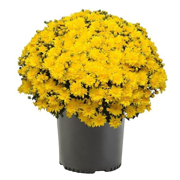 Yellow Mum, Yellow - View 20 from www redcrocus com