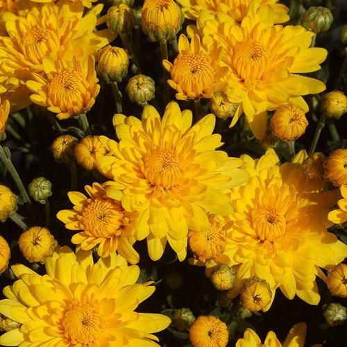 Yellow Mum, Yellow - View 23 from www redcrocus com