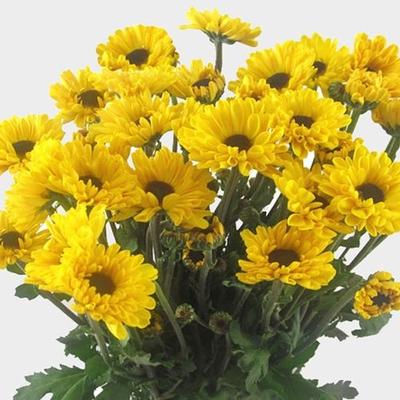 Yellow Mum, Yellow - View 2 from www redcrocus com