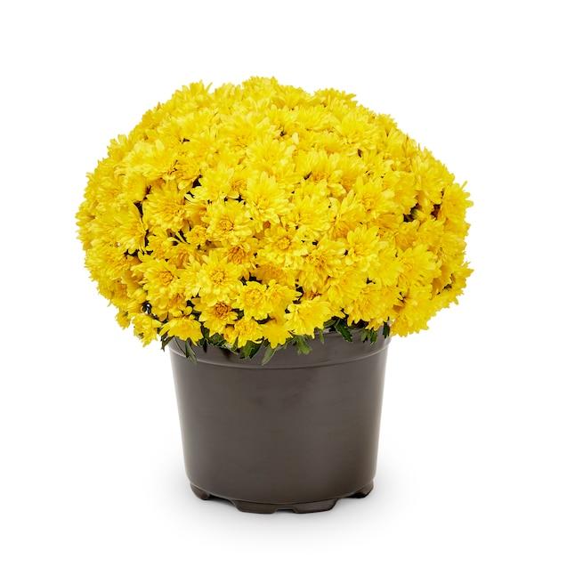 Yellow Mum, Yellow - View 31 from www redcrocus com