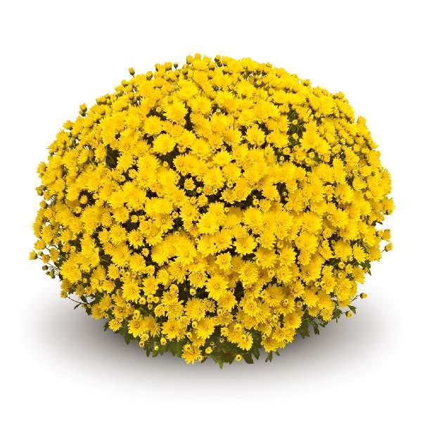 Yellow Mum, Yellow - View 5 from www redcrocus com