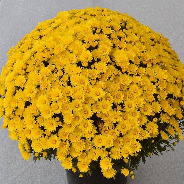 Yellow Mum, Yellow - View 7 from www redcrocus com