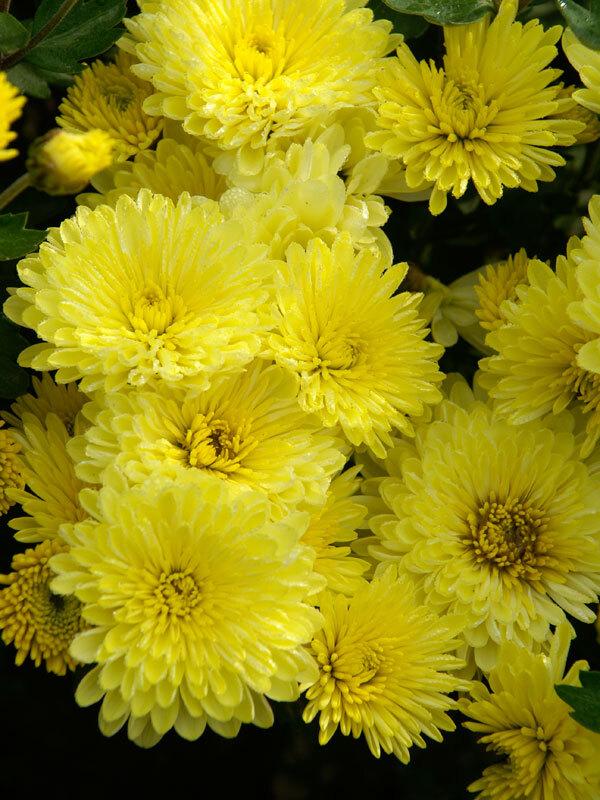 Yellow Mum, Yellow - View 9 from www redcrocus com