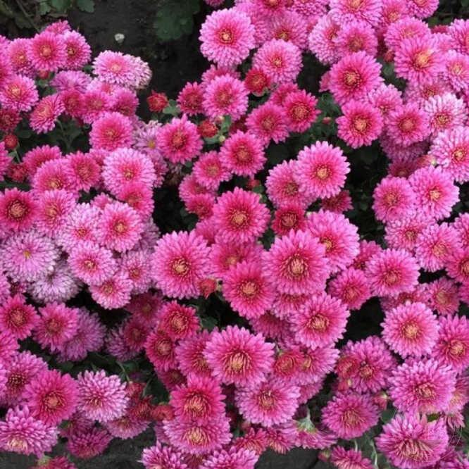 174 Mum Pink Padre Lilac - View 12 from www redcrocus com