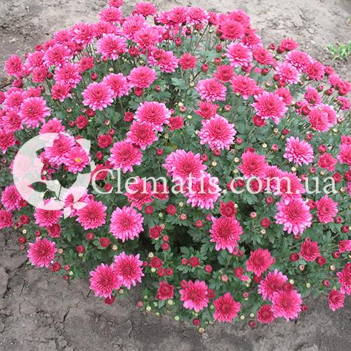 174 Mum Pink Padre Lilac - View 7 from www redcrocus com