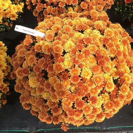 176 Mum Orange Padre Orange - View 1 from www redcrocus com
