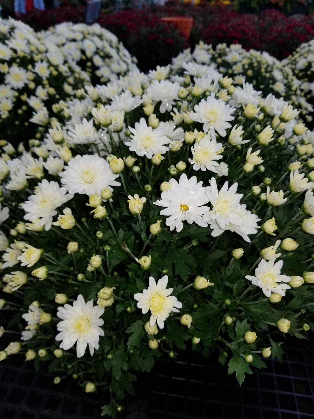 195 Mum White Padre White - View 13 from www redcrocus com