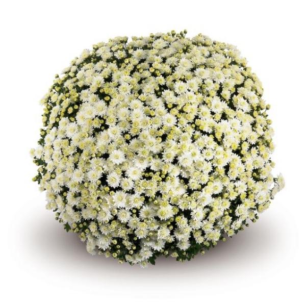 195 Mum White Padre White - View 5 from www redcrocus com