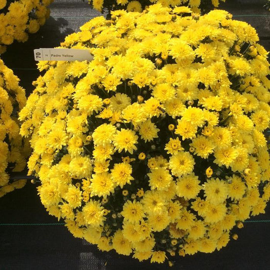 227 Mum Yellow Padre Yellow - View 1 from www redcrocus com