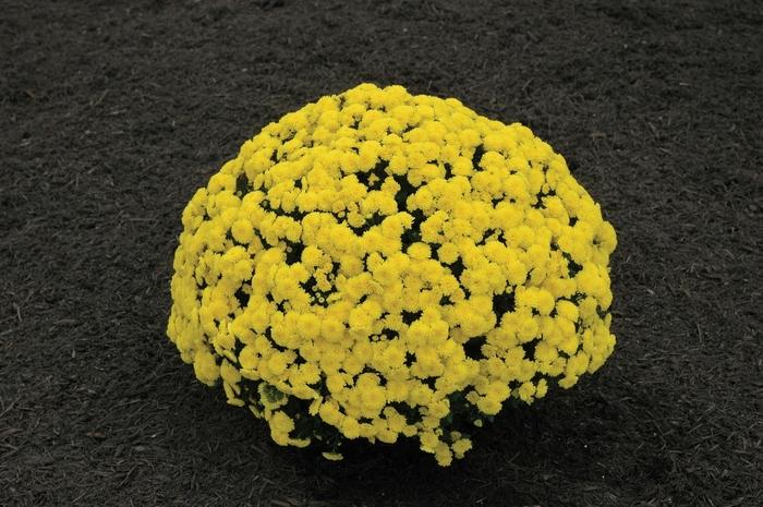 254 Mum Yellow Bethany Yellow - View 3 from www redcrocus com