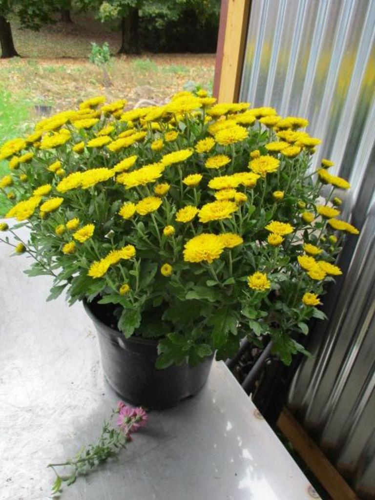 254 Mum Yellow Bethany Yellow - View 6 from www redcrocus com