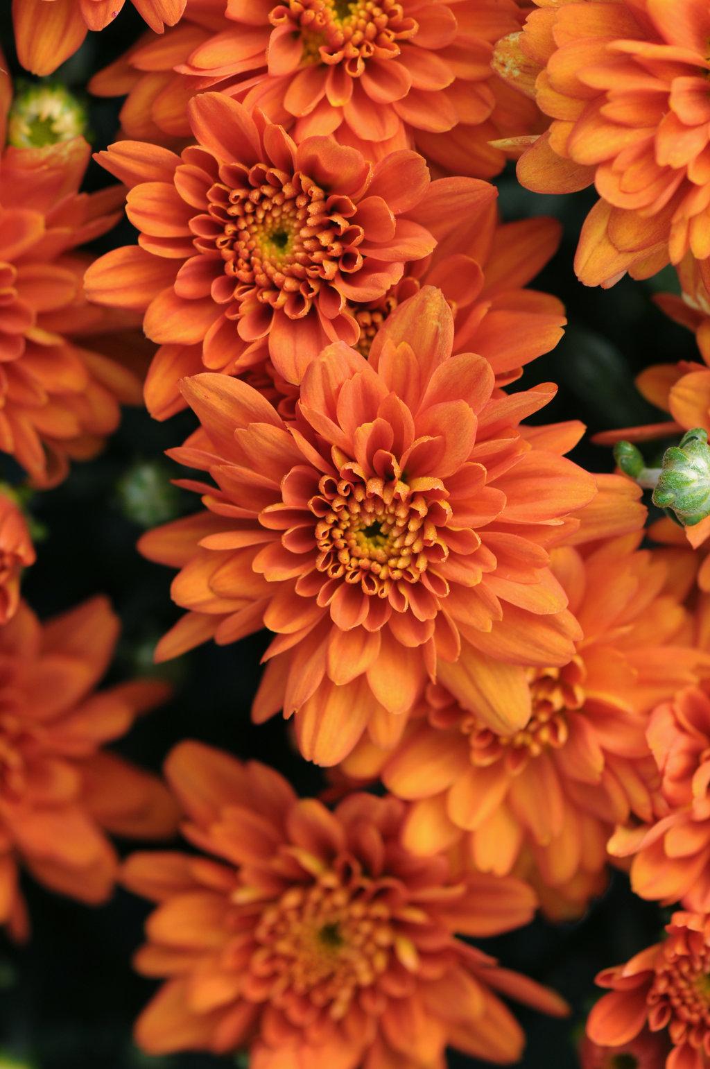 271 Mum Orange Hannah Orange - View 12 from www redcrocus com