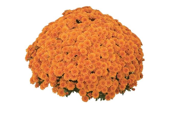 271 Mum Orange Hannah Orange - View 1 from www redcrocus com