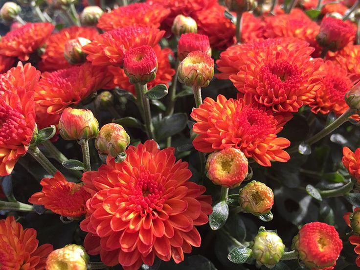 271 Mum Orange Hannah Orange - View 7 from www redcrocus com