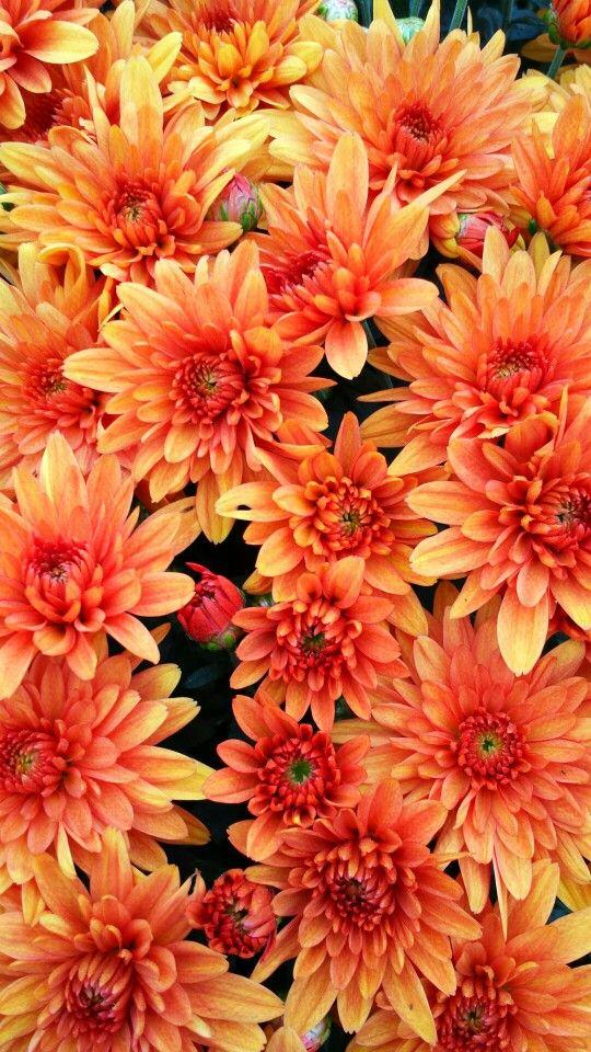 272 Mum Orange Conaco Orange - View 2 from www redcrocus com