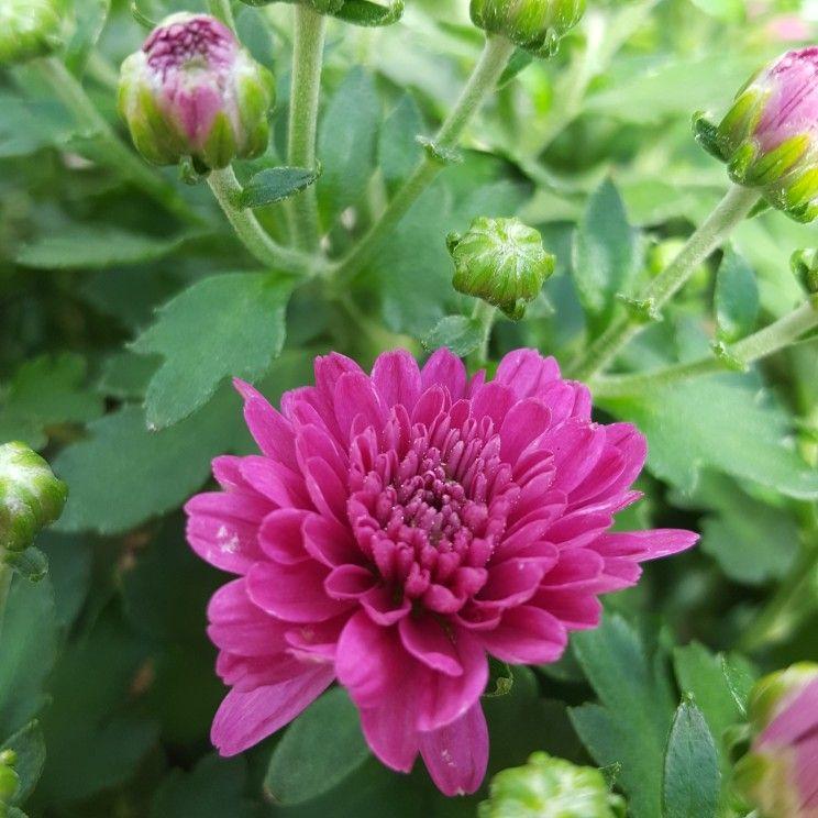 291 Mum Purple Venus Purple - View 5 from www redcrocus com