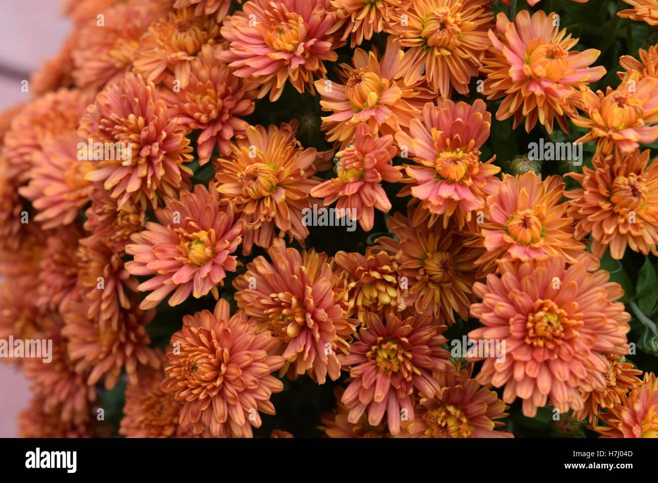 294 Mum Orange Sunset Orange - View 5 from www redcrocus com