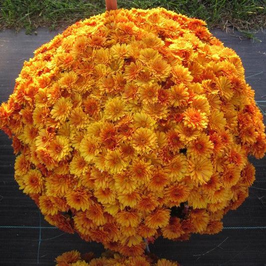 318 Mum Orange Mika Orange - View 3 from www redcrocus com