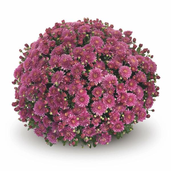 330 Mum Purple Amiko Violet Purple - View 3 from www redcrocus com