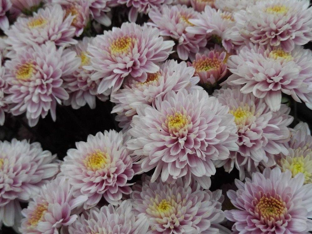 330 Mum Purple Amiko Violet Purple - View 4 from www redcrocus com