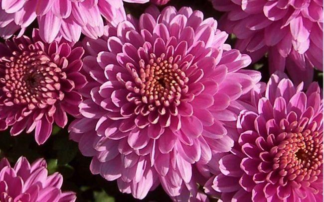 330 Mum Purple Amiko Violet Purple - View 5 from www redcrocus com