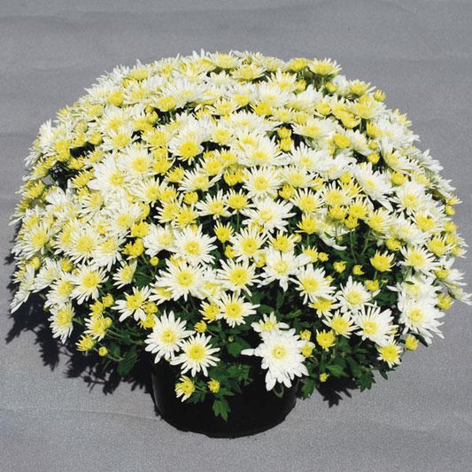 365 Mum White Starburst White - View 1 from www redcrocus com