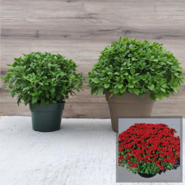 403 Mum Red Ryder Red - View 7 from www redcrocus com