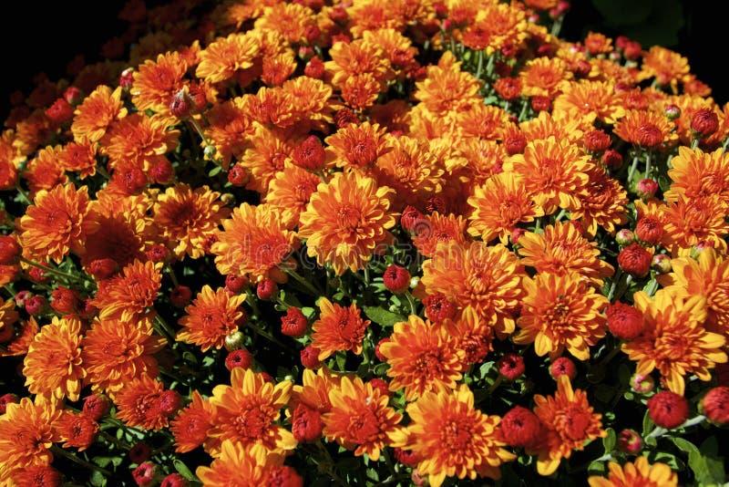 410 Mum Bronze Autumn Glow Bronze - View 17 from www redcrocus com
