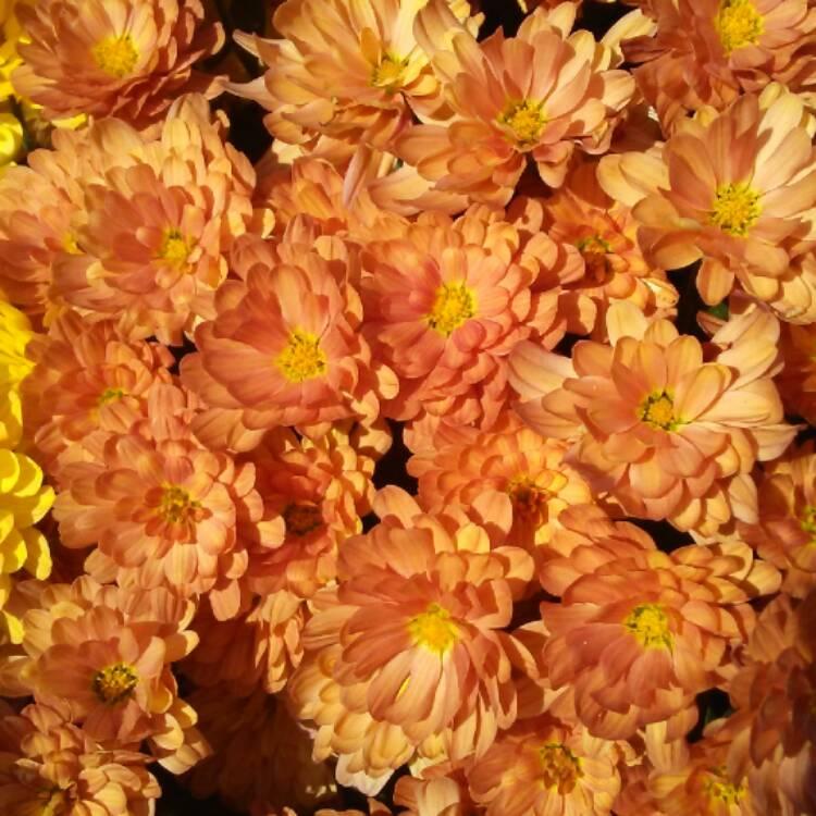 410 Mum Bronze Autumn Glow Bronze - View 6 from www redcrocus com