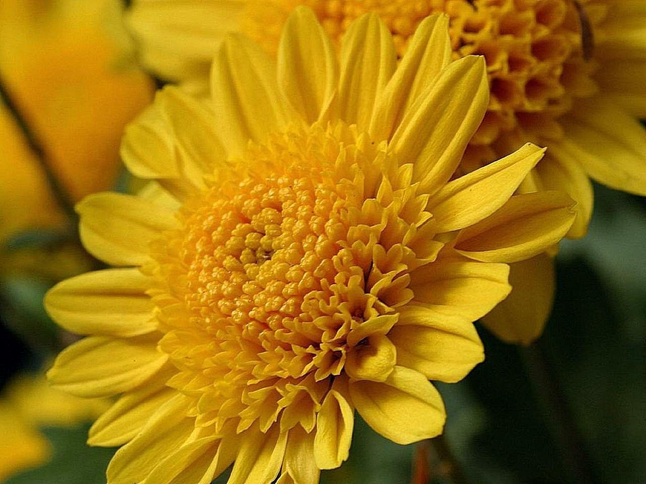 413 Mum Yellow Buttercup Yellow - View 18 from www redcrocus com