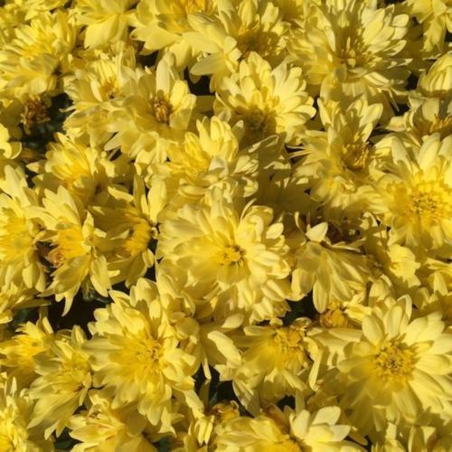 413 Mum Yellow Buttercup Yellow - View 1 from www redcrocus com