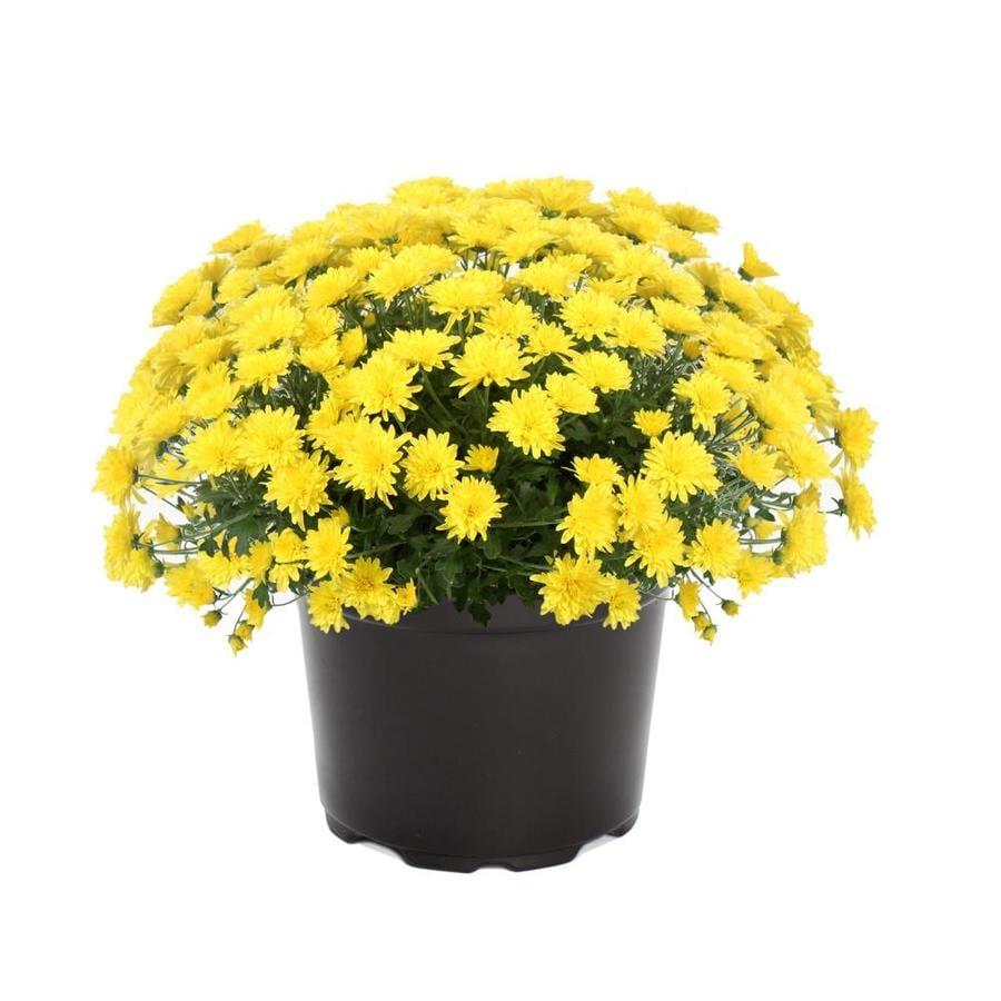 413 Mum Yellow Buttercup Yellow - View 5 from www redcrocus com