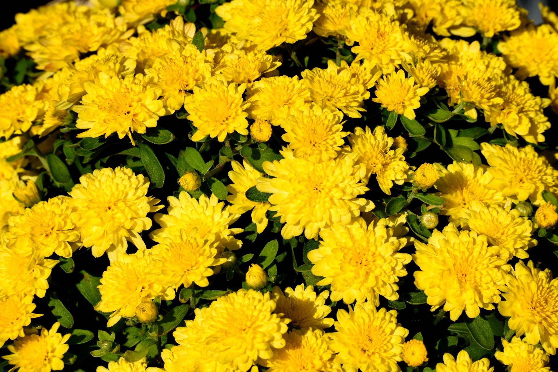 415 Mum Yellow Honeyblush Yellow - View 6 from www redcrocus com