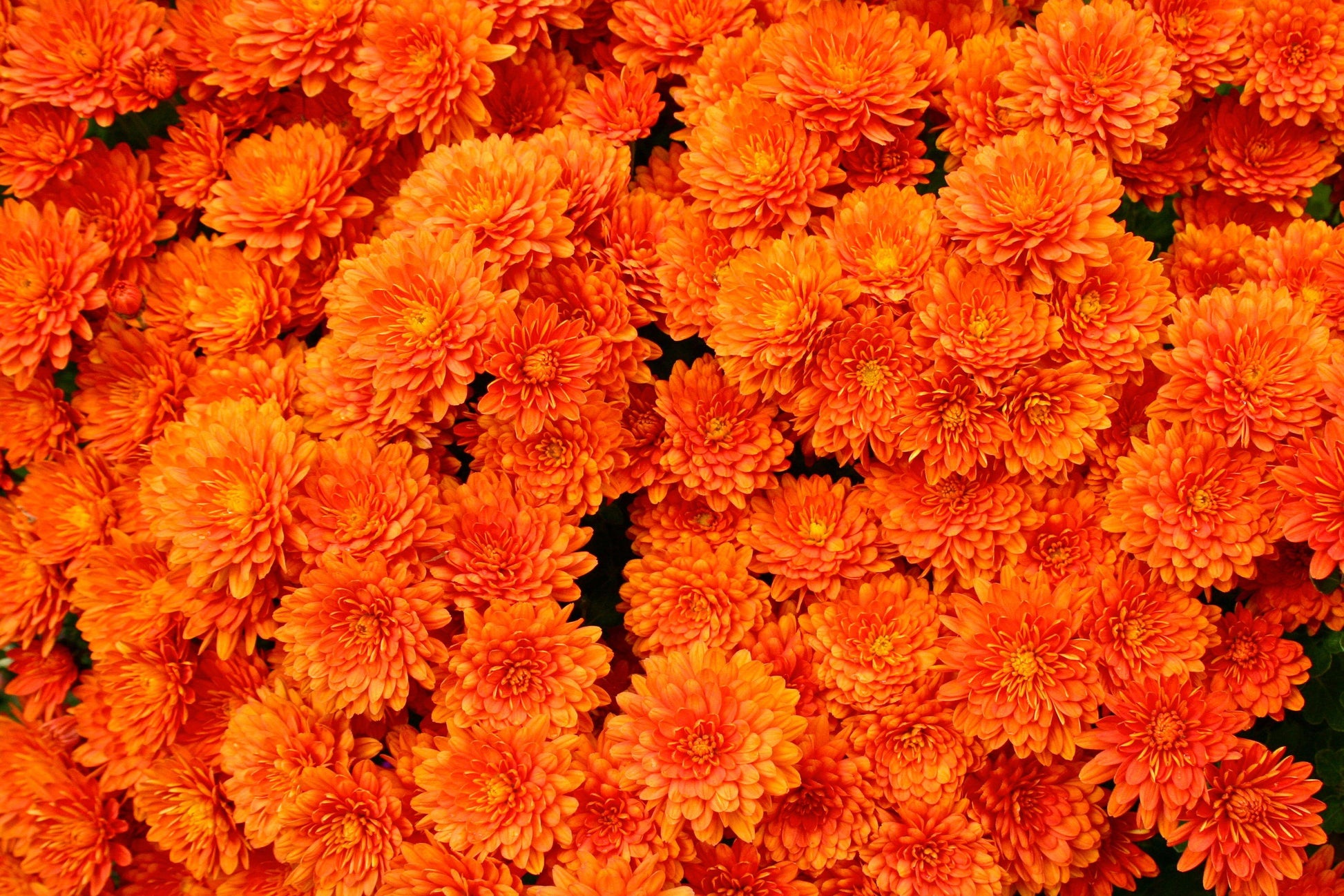 420 Mum Orange Perfectly Orange - View 13 from www redcrocus com