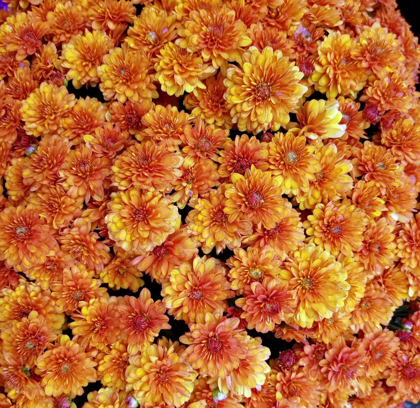 420 Mum Orange Perfectly Orange - View 15 from www redcrocus com