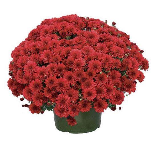 422 Mum Red Red Hots - View 1 from www redcrocus com