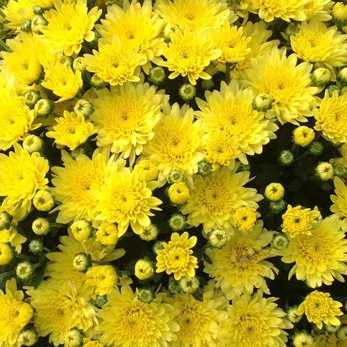 428 Mum Yellow Moonglow Yellow - View 1 from www redcrocus com