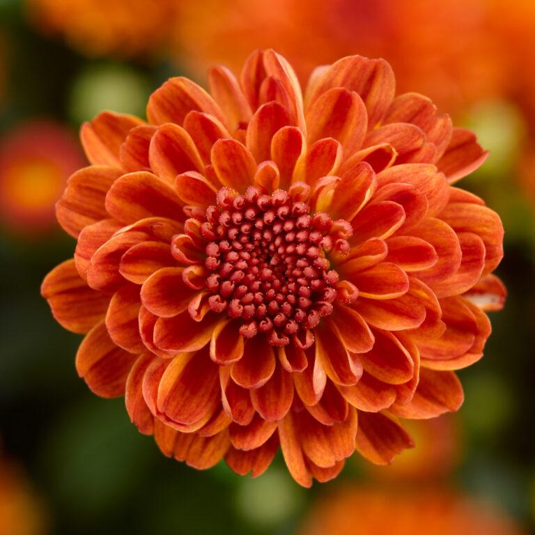 429 Mum Orange Zest - View 3 from www redcrocus com