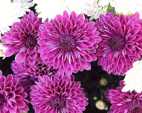 446 Mum Purple Arlette Purple - View 10 from www redcrocus com