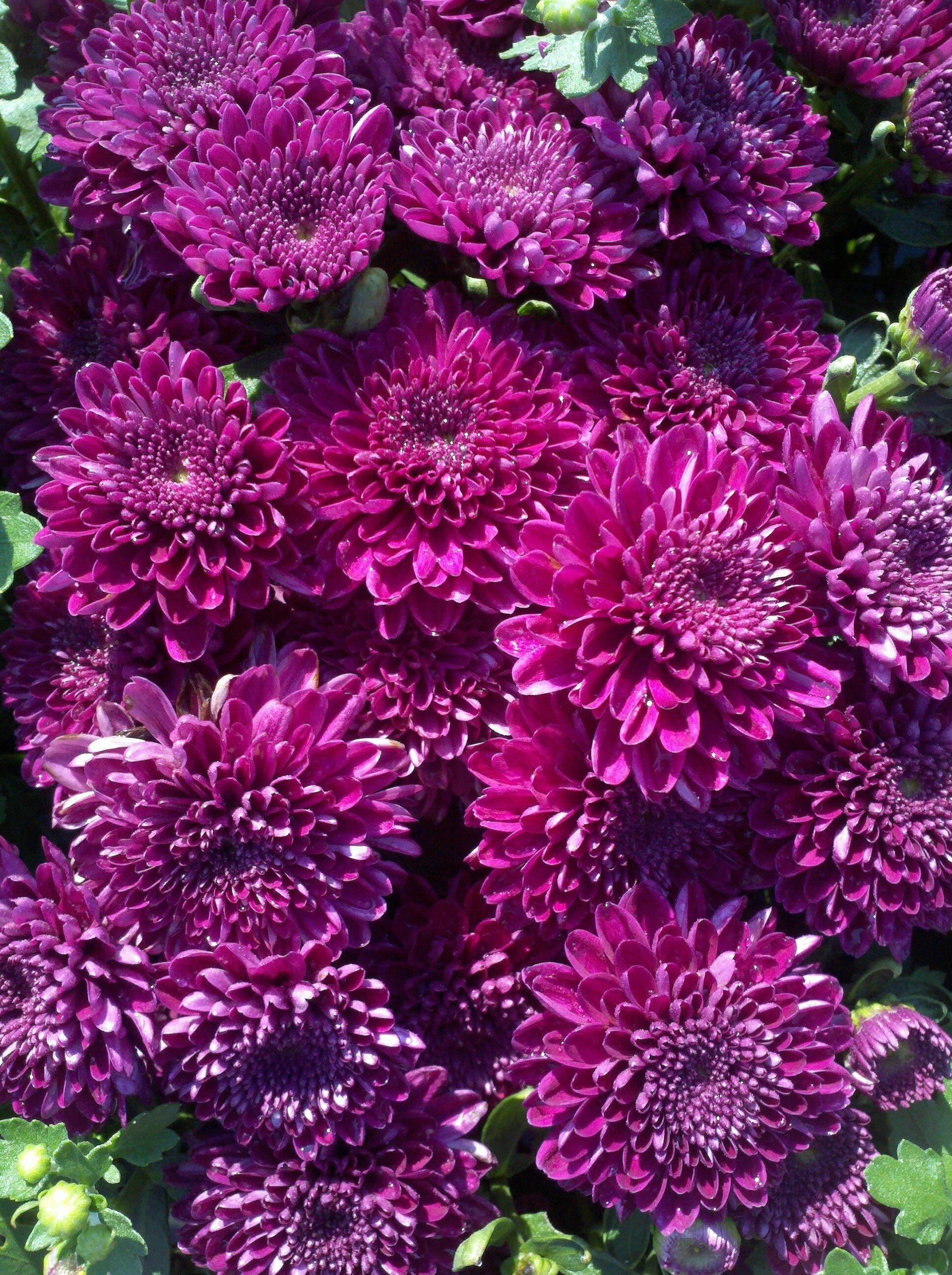 446 Mum Purple Arlette Purple - View 11 from www redcrocus com