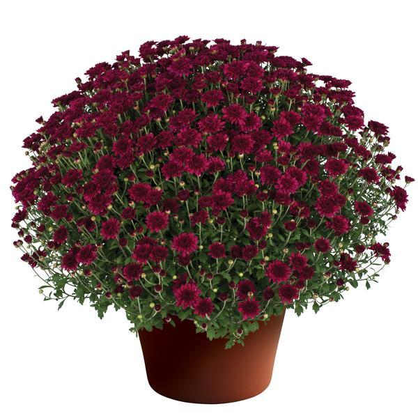 446 Mum Purple Arlette Purple - View 13 from www redcrocus com