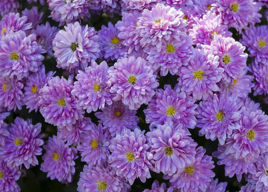 446 Mum Purple Arlette Purple - View 14 from www redcrocus com