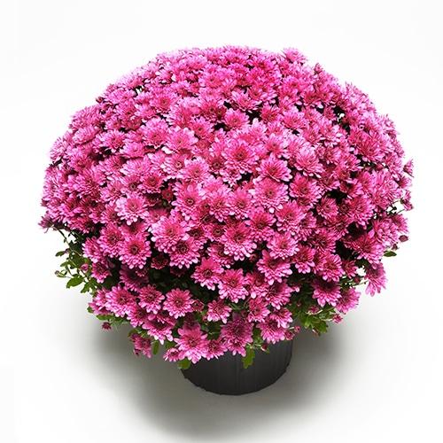 446 Mum Purple Arlette Purple - View 5 from www redcrocus com