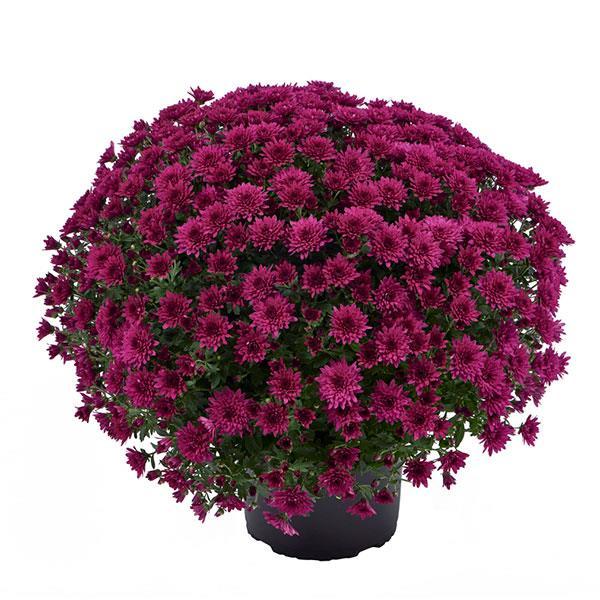 446 Mum Purple Arlette Purple - View 8 from www redcrocus com